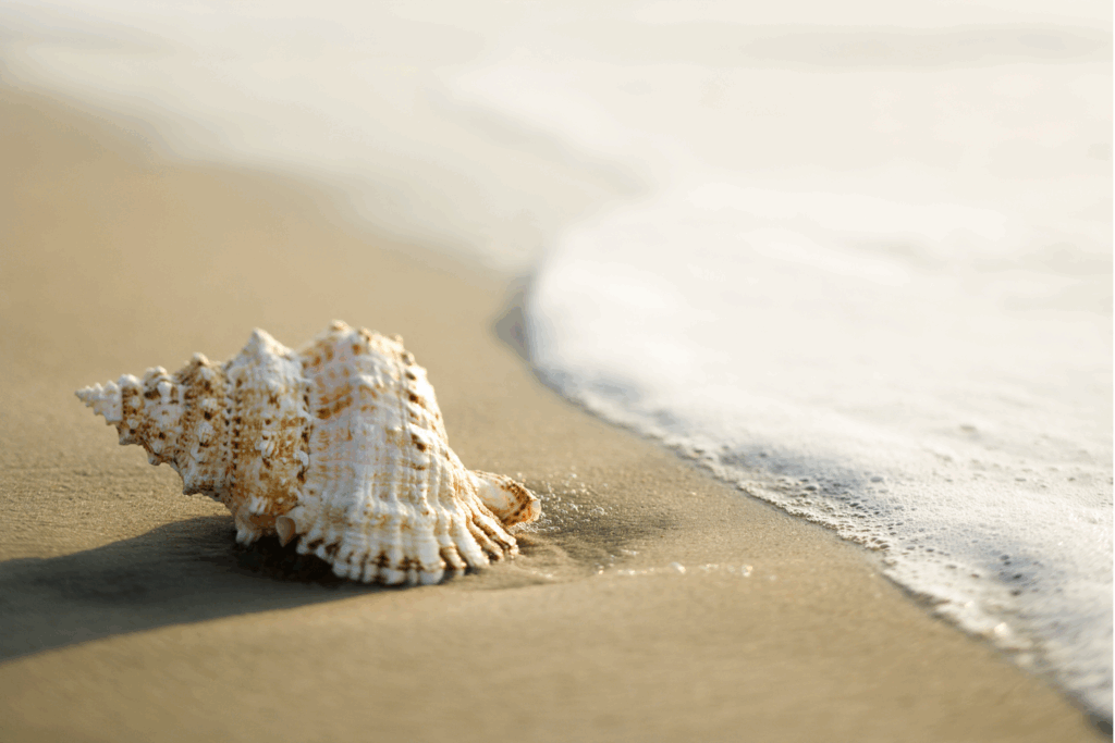 coquillage plage Thaïlande