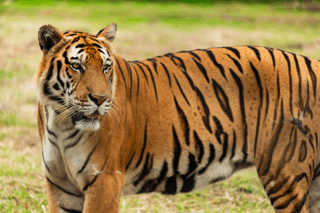Tigre en Thaïlande