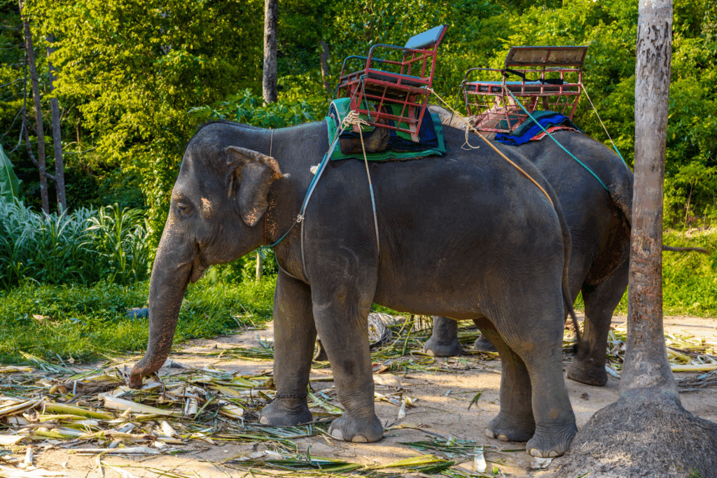 éléphants en Thaïlande exploitation