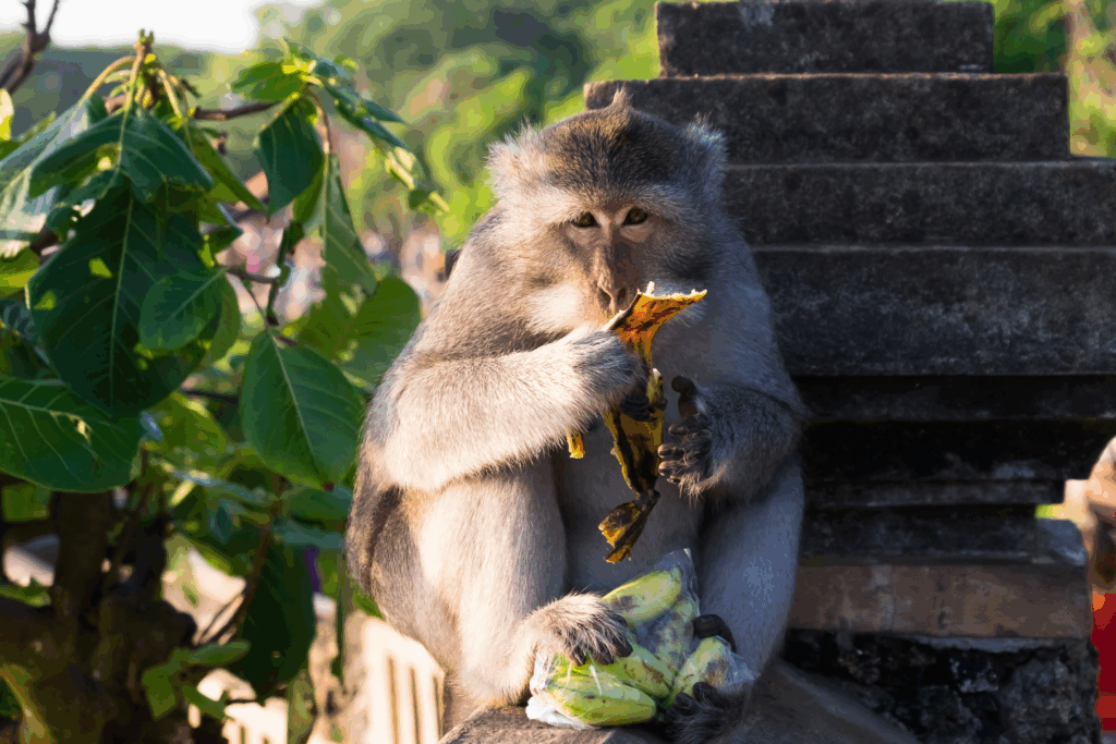 Singe temple Thaïlande