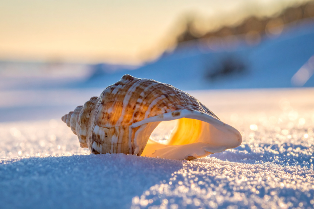 Coquillage sable plage Thaïlande